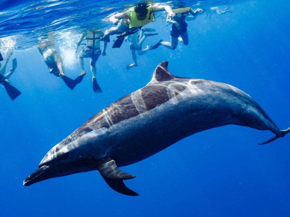 Iruka Hawaii Experience Swimming With Dolphins Hawaii Kona & Oahu