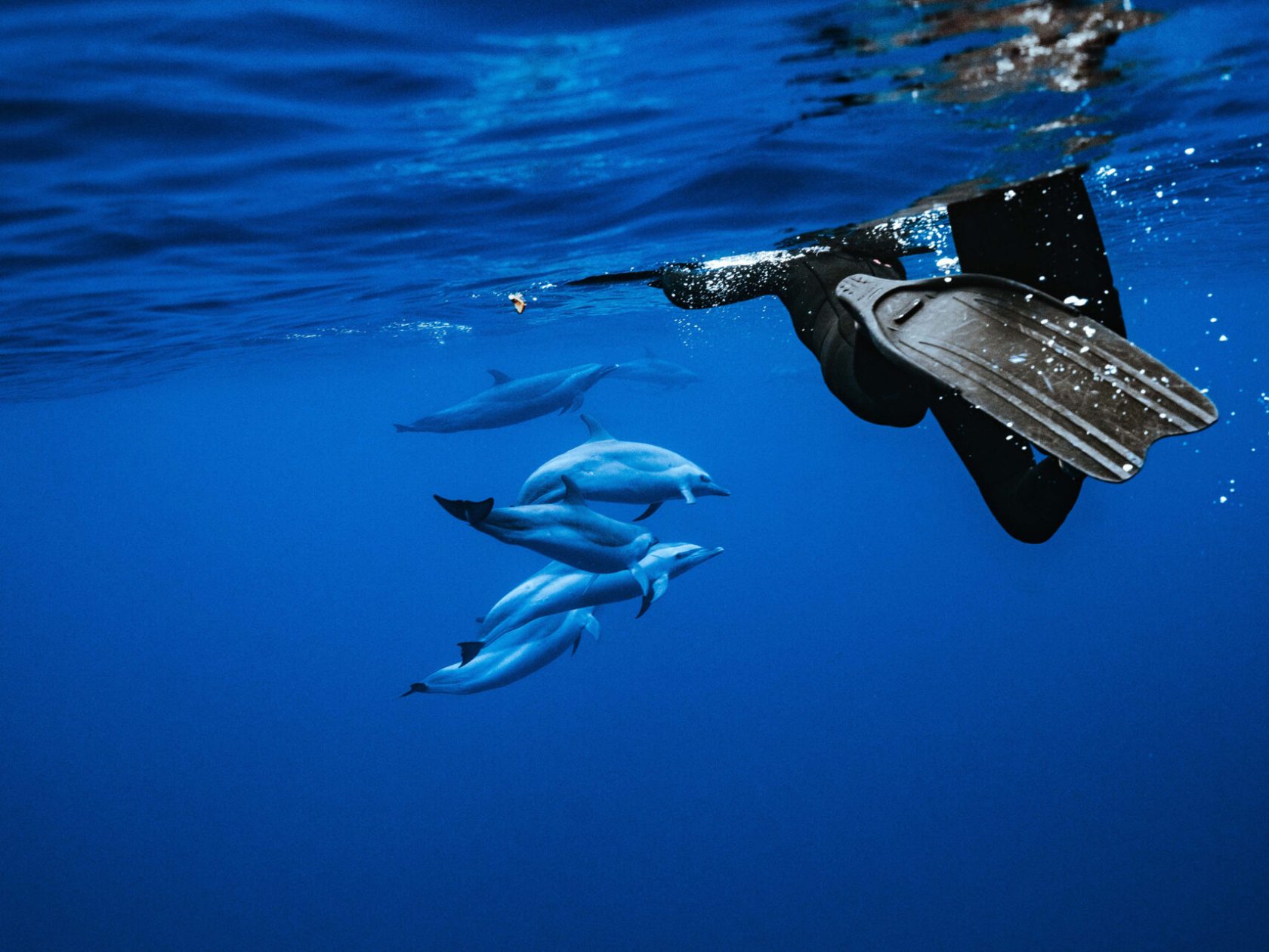 a person swimming with a dolphin in the water