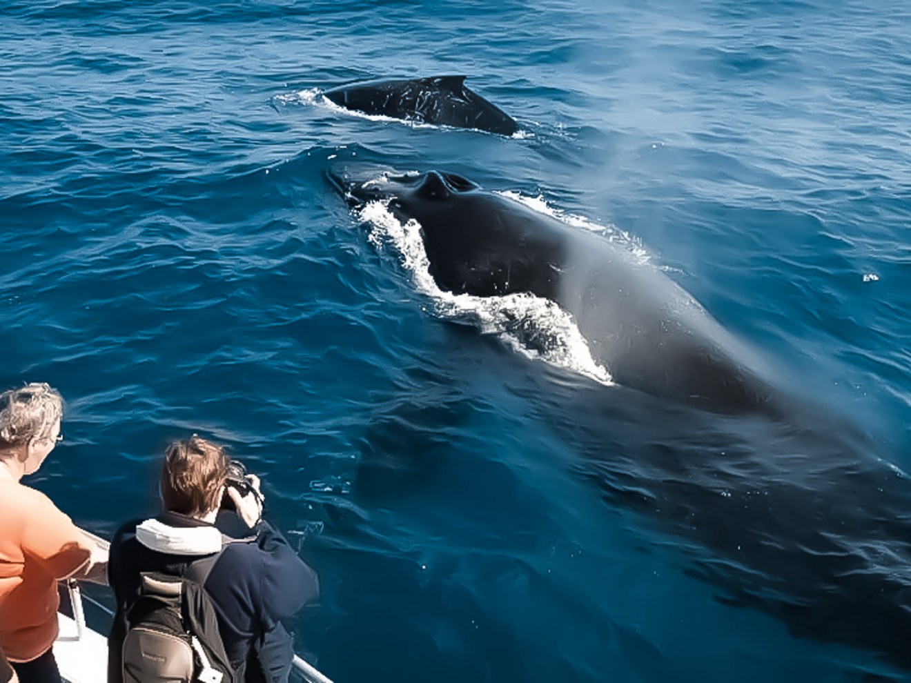 Iruka Hawaii Experience Swimming With Dolphins Hawaii Kona & Oahu