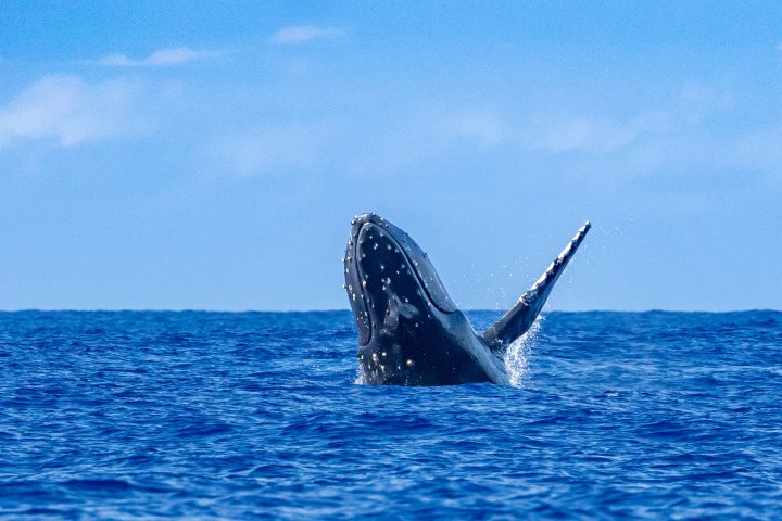 a whale jumping out of a body of water