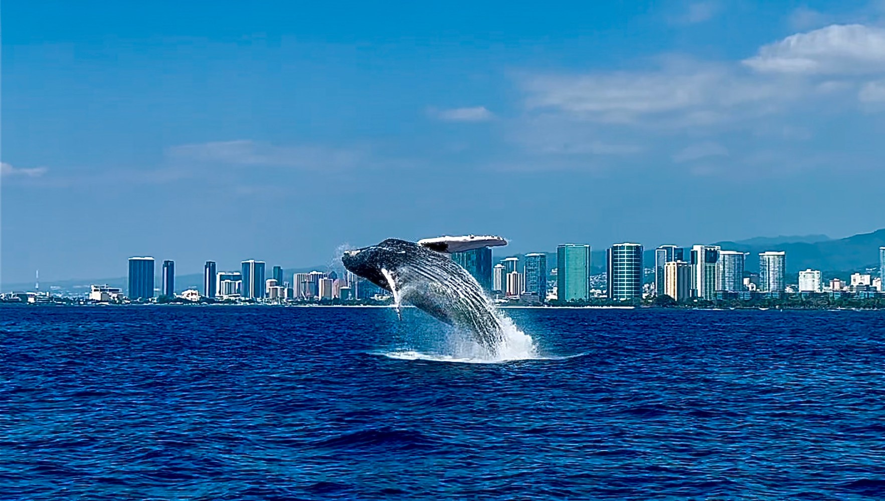 Whale watching in Waikiki