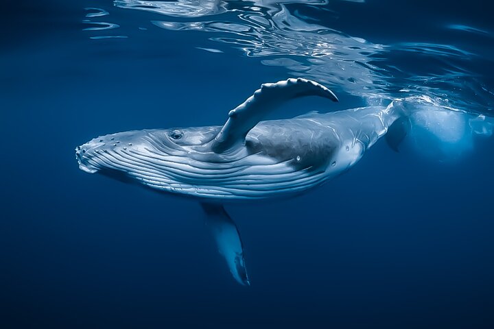 a whale swimming under water