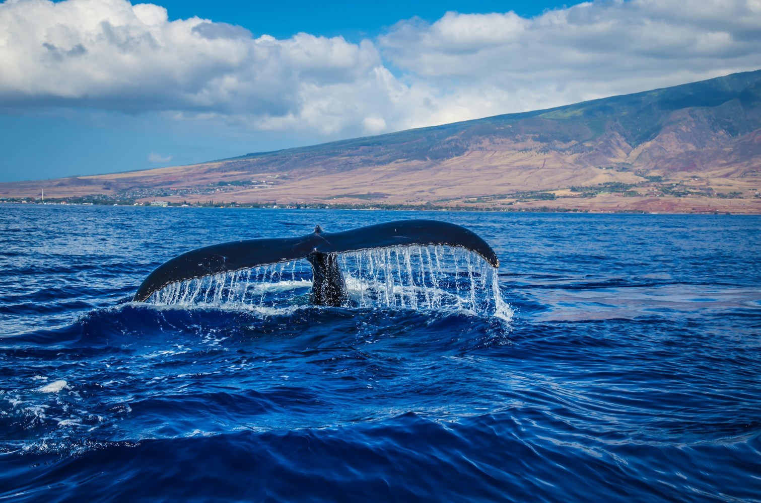 a whale jumping out of the water