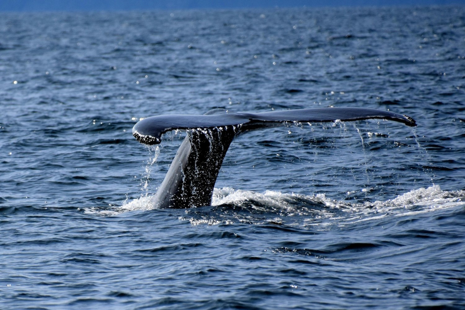 a whale jumping out of the water